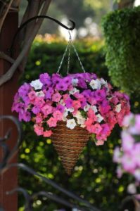 petunias en maceta colgante