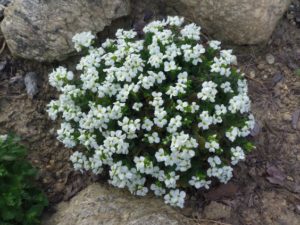 planta entre rocas Arabis