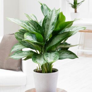 Aglaonema Reina de plata