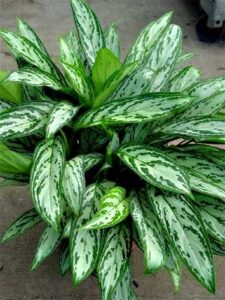 Aglaonema Sylver