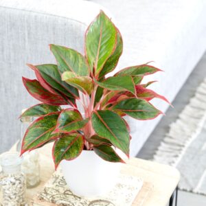 Aglaonema creta planta