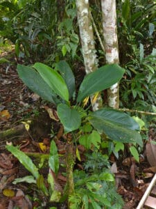 Aglaonema nitidum en jardin