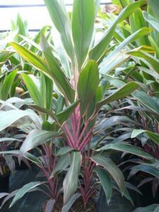 Aglaonema rosa Arlequín plantas