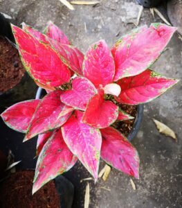 Aglaonema widuri Red Peacock