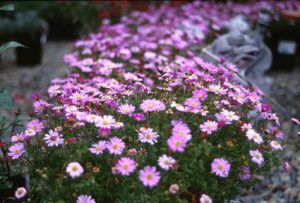 BRACHYSCOME MULTIFIDA margarita