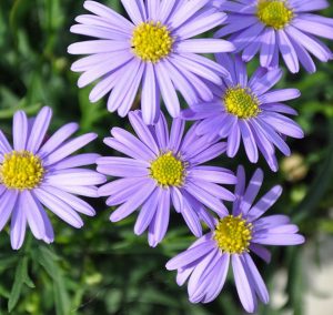 BRACHYSCOME MULTIFIDA margarita color malva con centro amarillo