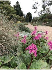 Bergenia planta