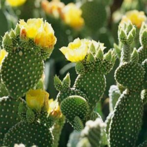 Cactus Bunny Ears Microdays Opuntia