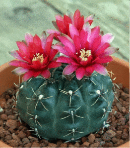 Cactus Chin Gymnocalycium