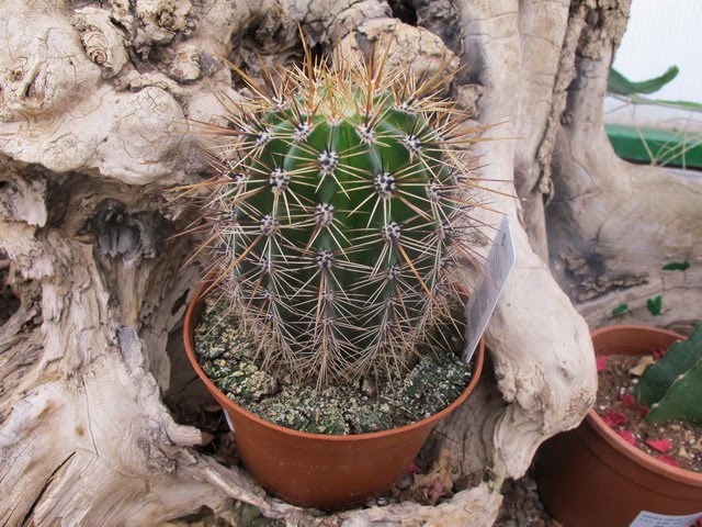 Cactus Saguaro Carnegiea gigantea