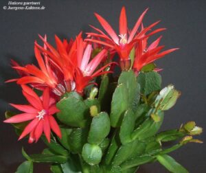 Cactus de Pascua Hatiora gaertneri