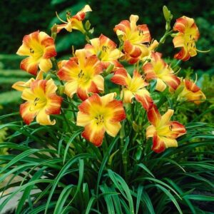 Daylily planta