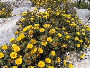 Margarita ASTERISCUS MARITIMUS planta en rocas