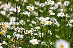 Margarita BELLIS PERENNIS planta