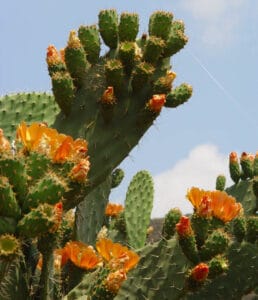 Nopal Opuntia flor naranja