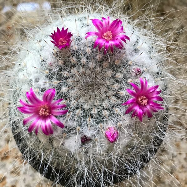 Old Lady Cactus cactus de la abuela 1