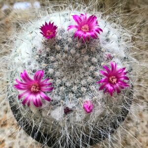 Old Lady Cactus cactus de la abuela