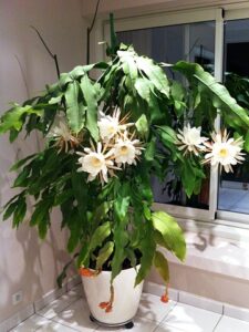 Reina de la noche Epiphyllum oxypetalum