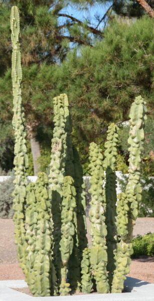 cactus Tótem Pachycereus schottii monstrosus