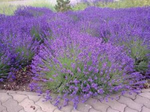 planta le lavanda