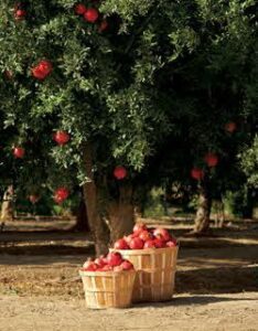 plantacion de granados