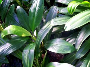 plantas Aglaonema nitidum