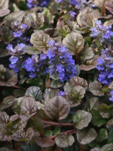 Ajuga Plantas colgantes resistentes al frío de exterior