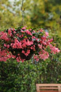 Begonia de alas de dragón planta colgante con flor de exterior para sol