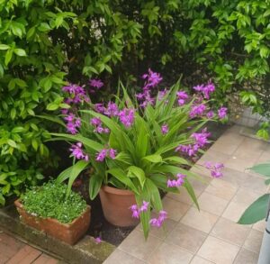 Bletilla para sombra en maceta