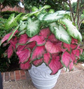 Caladium de diferentes colores en maceta