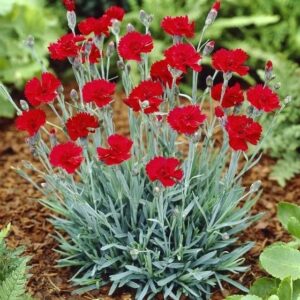 Dianthus bordo flores que huelen rico