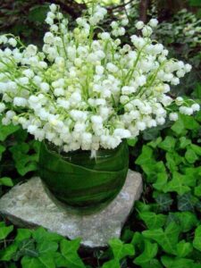 Flor del valle Plantas colgantes resistentes al frío de exterior