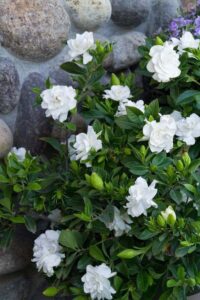 Gardenia arbusto con flores blancas perfumadas