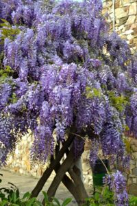 Glicina planta trepadora con flroes perfumadas