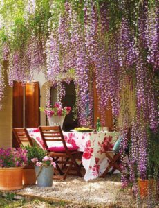 Glicinas plantas trepadoras con racimos de flores lilas