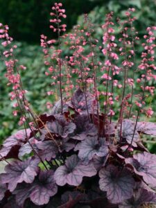 Heuchera Plantas colgantes resistentes al frío de exterior