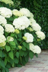 Hortensia en canteros arbusto con flor para sombra