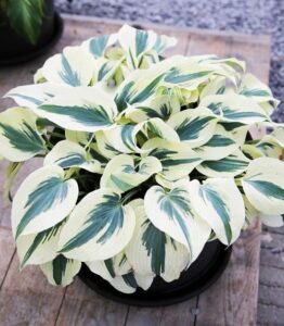 Hosta Plantas colgantes resistentes al frío de exterior