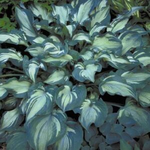 Hosta plantas para sombras