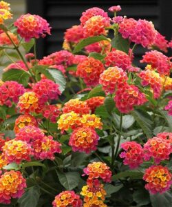 Lantana planta colgante con flor de exterior para sol