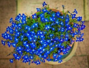 Lobelia planta colgante con flor de exterior para sombra