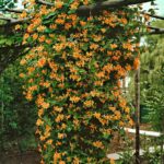 Madreselva naranja planta trepadora