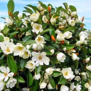 Magnolia Arbol o arbusto con flores perfumadas