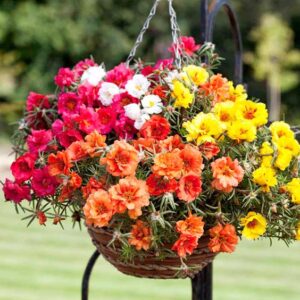 Moss Rose planta colgante con flor de exterior para sol