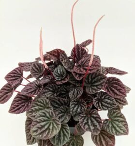 Peperomia ondulada planta colgante para interior