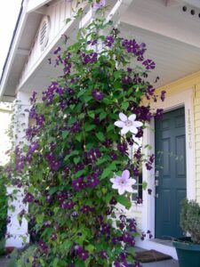 clemátide planta trepadora con flores violeta