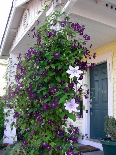 clemátide planta trepadora con flores violeta