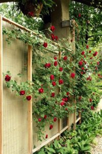 decorar muro de jardin con rosa trepadora