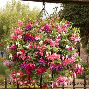 fucsia pendientes de la reina planta colgante con florde exterior para sombra