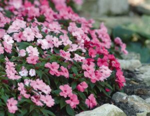 impatiens en canteros de sombra